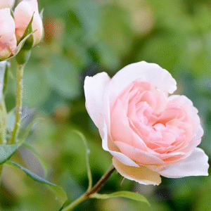 7 Day Rose Plant Live Plant