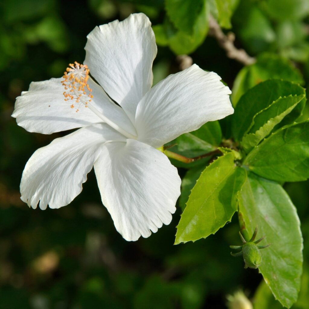 Hibiscus White Desi Flower