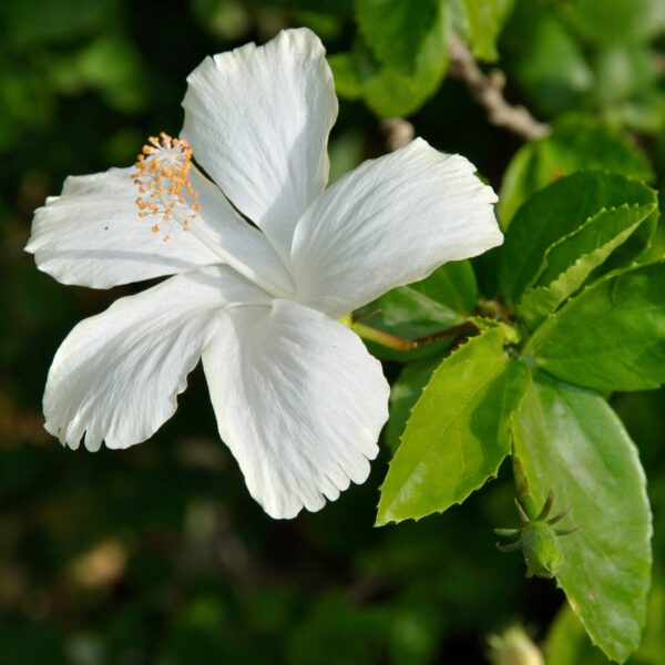 Hibiscus White Desi Flower