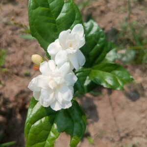 Zayorashop – Layered Jasmine