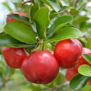 Barbados Cherry Live Plant