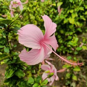 Hibiscus Light Pink Desi Flower