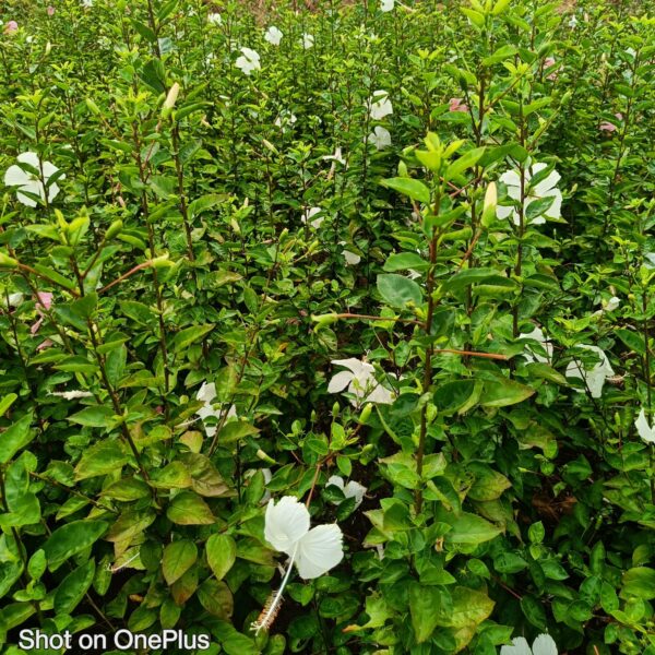 Hibiscus White Desi Flower - Image 2