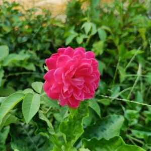 Nattu Rose-Pink Desi All Time Flower