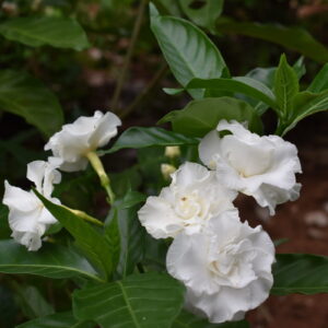 Crape Jasmine